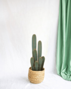 Pilosocereus azureus - cactus d'intérieur