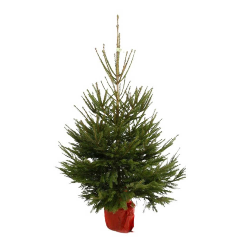 Sapin de noel epicéa rouge de norvège pot 125/150cm
