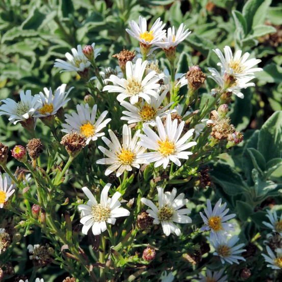 Aster à feuilles de linaire lot de 3 godets