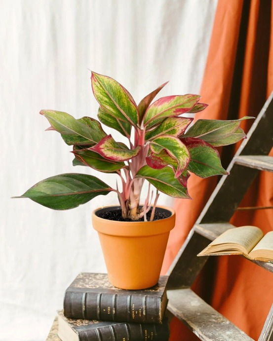 Aglaonema crete 50cm - plante d'intérieur