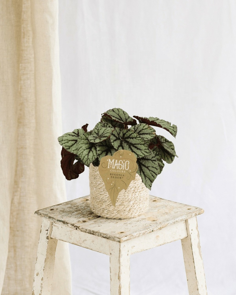 Begonia rex fedor 25cm - plante d'intérieur