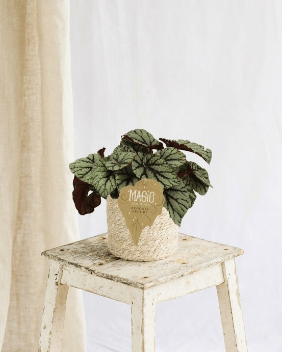 Begonia rex fedor 25cm - plante d'intérieur