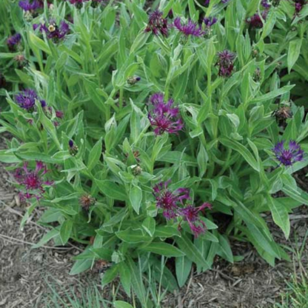 Centaurée des montagnes, bleuet des montagnes amethyst dream® godet - 5/20 cm