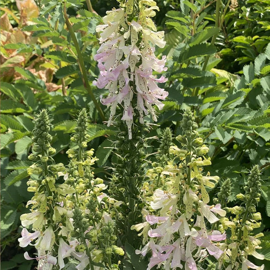 Digitale apple blossom® godet - 5/20 cm