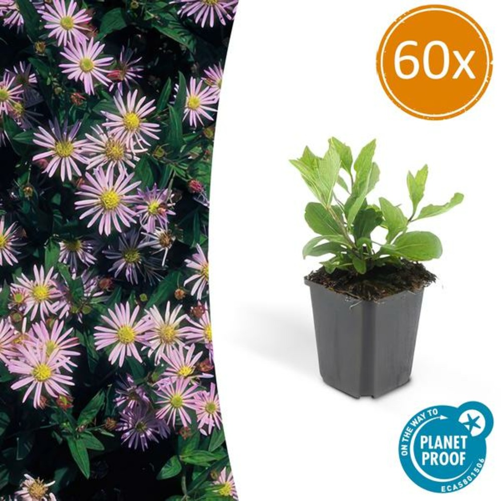 Aster du japon 'asran' x60 – entre 3,75 et 5m2