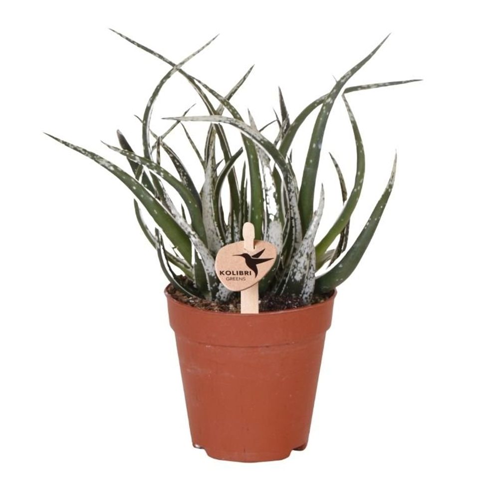 Succulente aloë maidu - ø9cm - ↕23cm - plantes d'intérieur