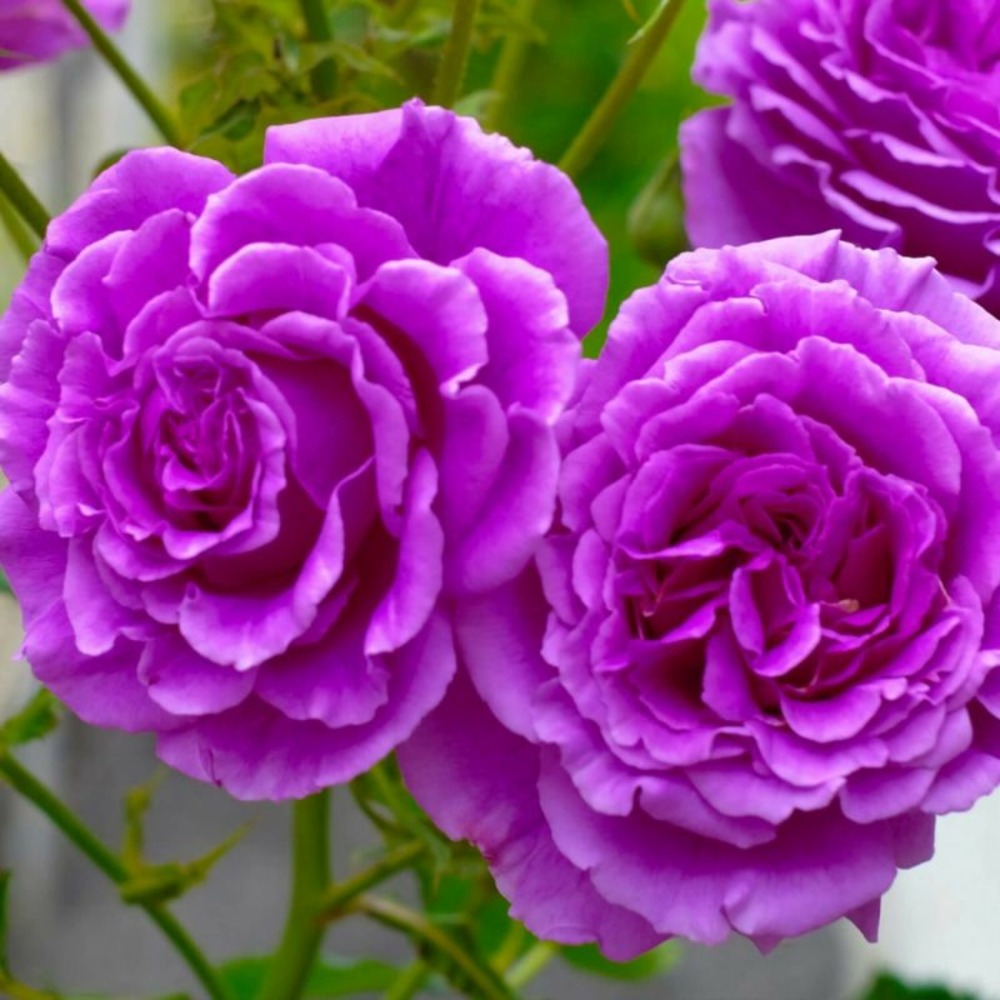 Rosier 'village de saint-yrieix'