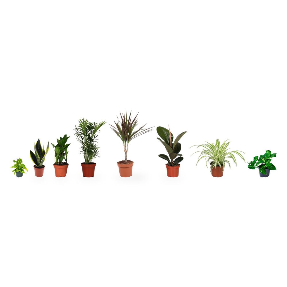 Premier appartement - le kit 8 plantes faciles à vivre