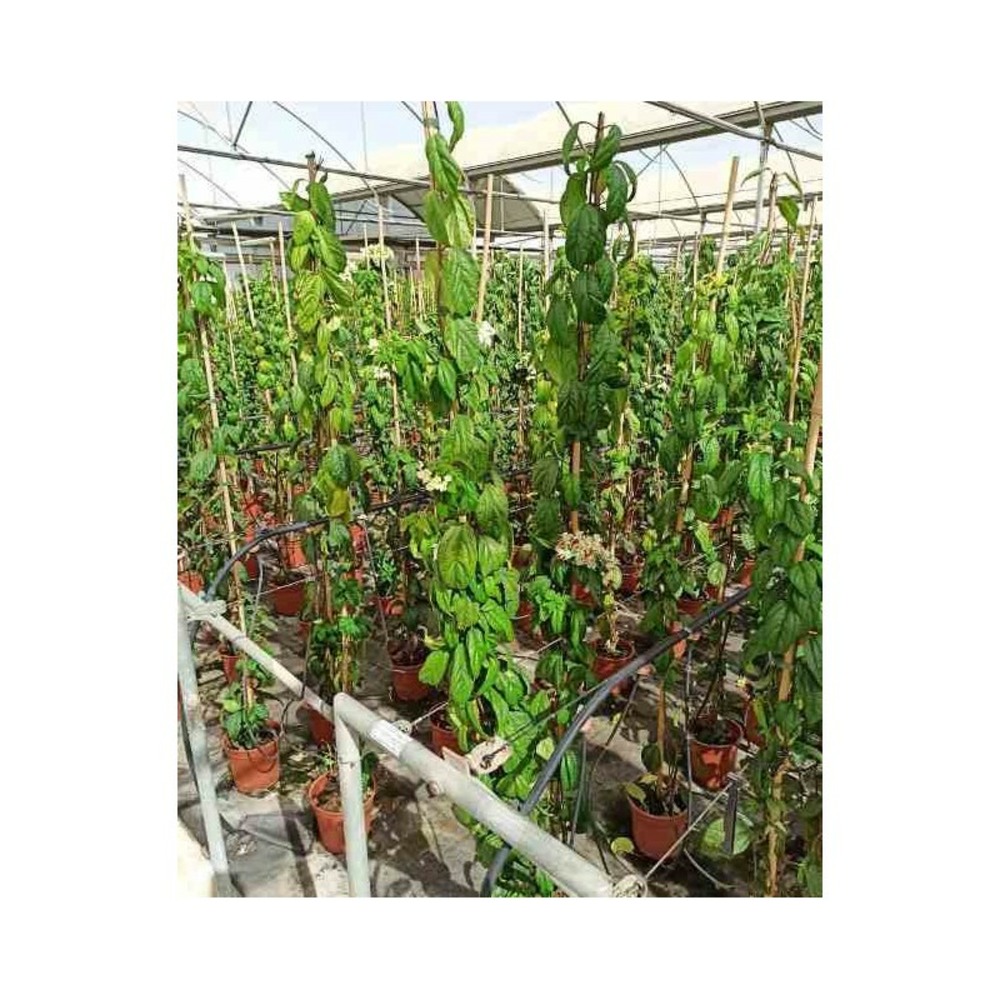 Clerodendrum thomsoniae (clérodendron) pot de 5 litres - 160/180 cm