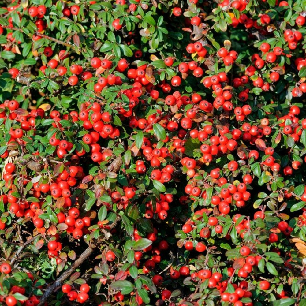 Cotonéaster de franchet - cotoneaster franchetii en pot 7,5l 60/80cm