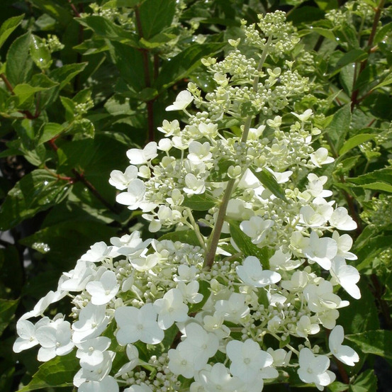 Hortensia paniculata unique, hydrangea paniculata pot de 7,5l - 60/80 cm
