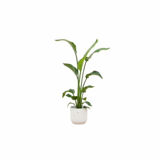 Strelitzia nicolai 120 cm et son pot blanc 22cm - hauteur 120cm