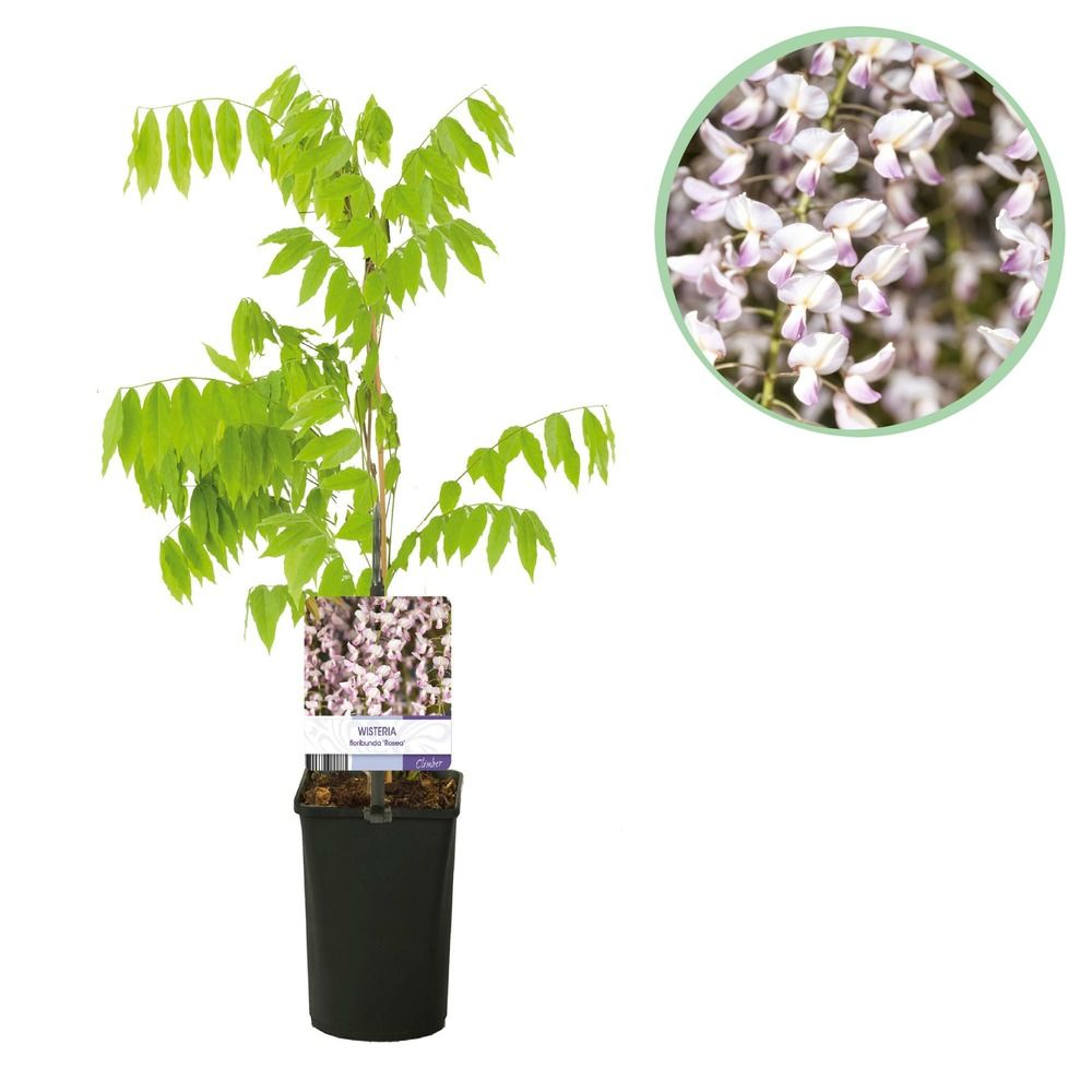 Glycine 'rosea' - pot 11 cm - hauteur 40 cm