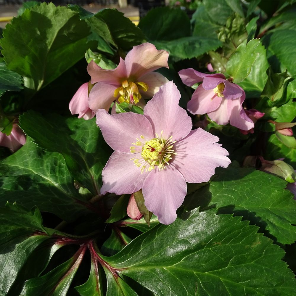 Hellébore 'viv diana' pot de 2l/3l
