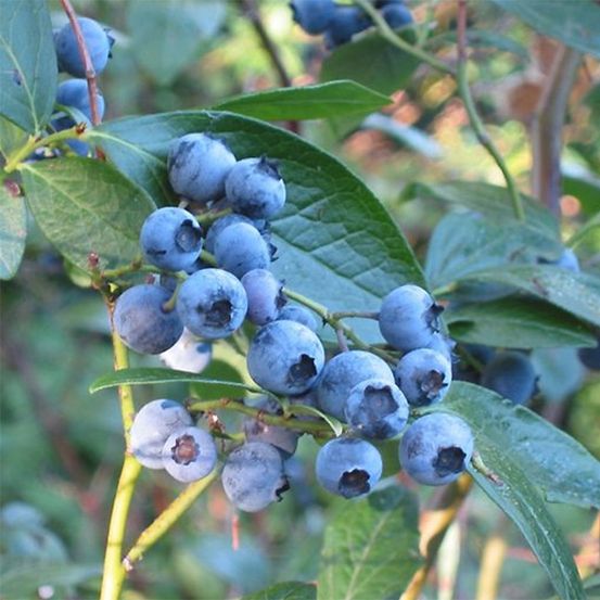 Myrtille d'amérique 'blue crop' pot de 7,5l/10l