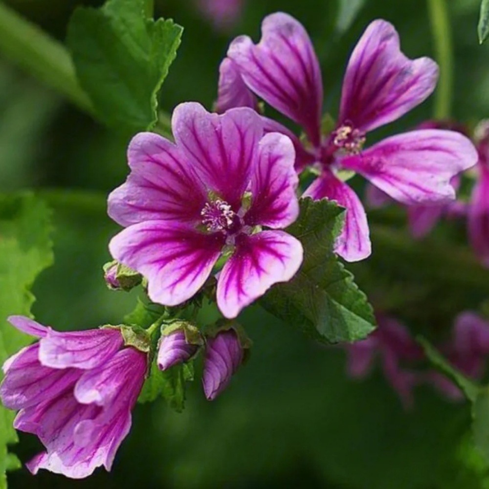 Graines de fleurs, graines de mauve pourpre, environ 220 graines par paquet, 5 paquets