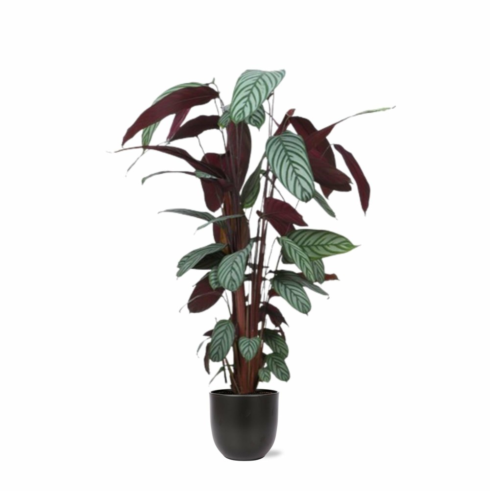 Ctenanthe oppenheimiana et son pot anthracite - hauteur 27cm