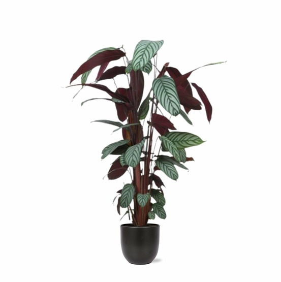 Ctenanthe oppenheimiana et son pot anthracite - hauteur 27cm