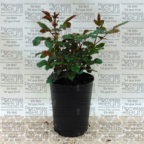 Rosier à fleurs groupées 'marie curie' pot de 2l/3l