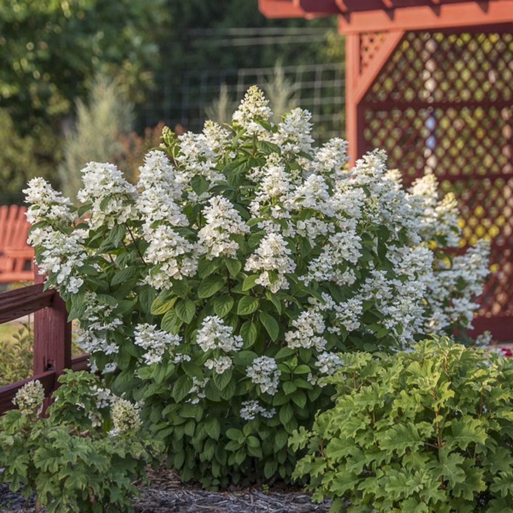 Hortensia paniculé 'white diamond' pot de 3l/4l