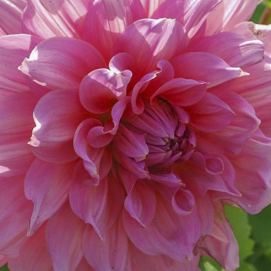 Dahlia géant décoratif 'otto's thrill' bulbe calibre i