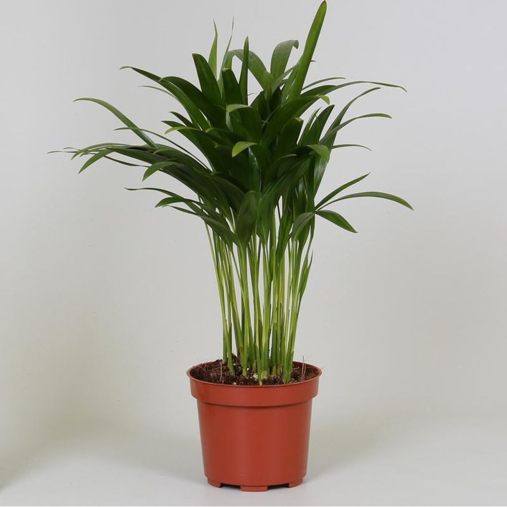 Areca dypsis - ø12cm - ↕35cm - plantes d'intérieur
