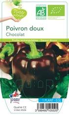 Poivron chocolat  -plant ab  en  pot 0.5 l- plante du jardin