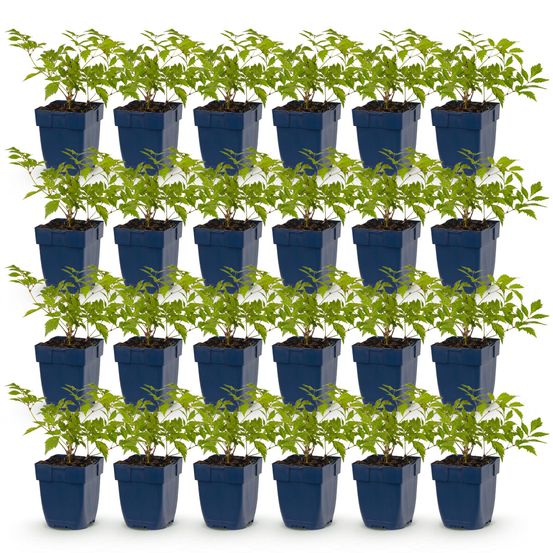 Astilbe - lot de 24 - pot 11 cm - hauteur 25 cm - plante d'extérieur