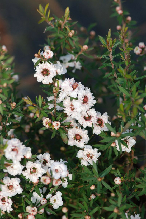 Leptospermum 'white candy' - en pot de 3 litres