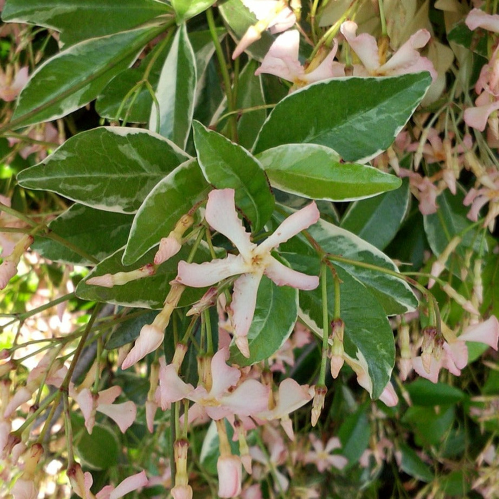 Jasmin étoilé star of milano® - le pot / ø 9cm