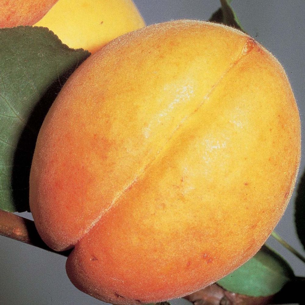Abricotier 'doucoeur' racines nues, scion