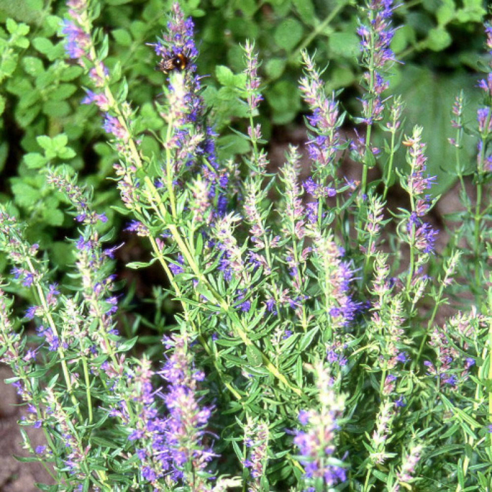 Hysope officinale lot de 3 godets