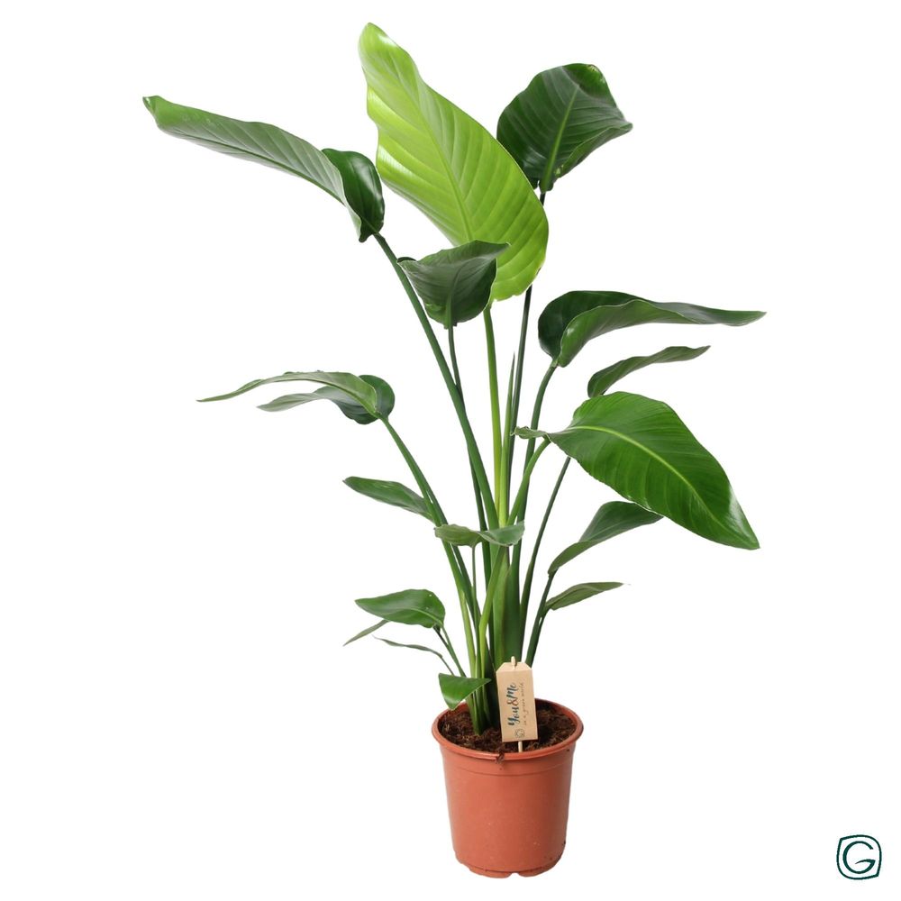 Strelitzia nicolai - ø21 ↕100 - plantes d'intérieur
