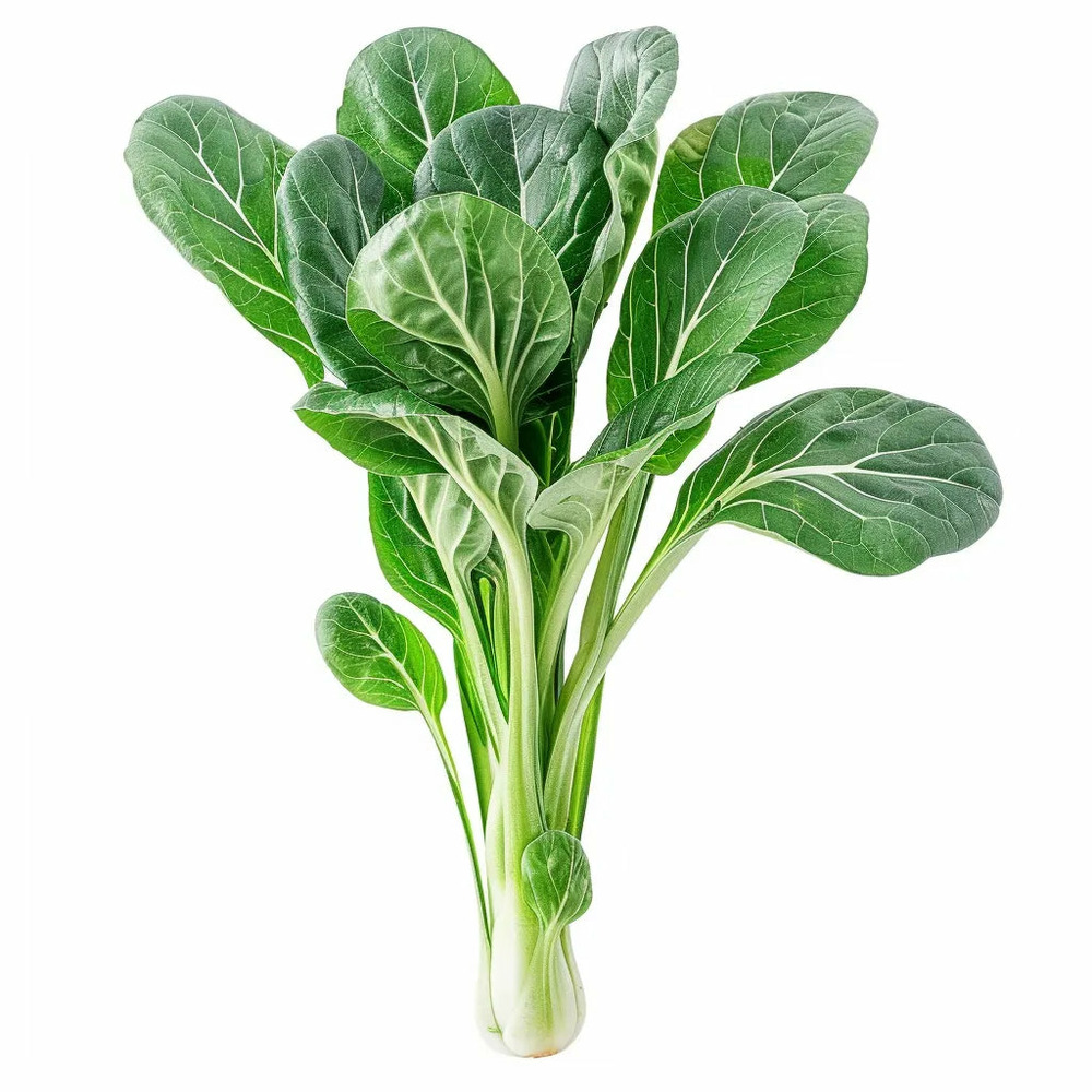 200 graines de chou chinois tatsoi - semisauvage permaculture