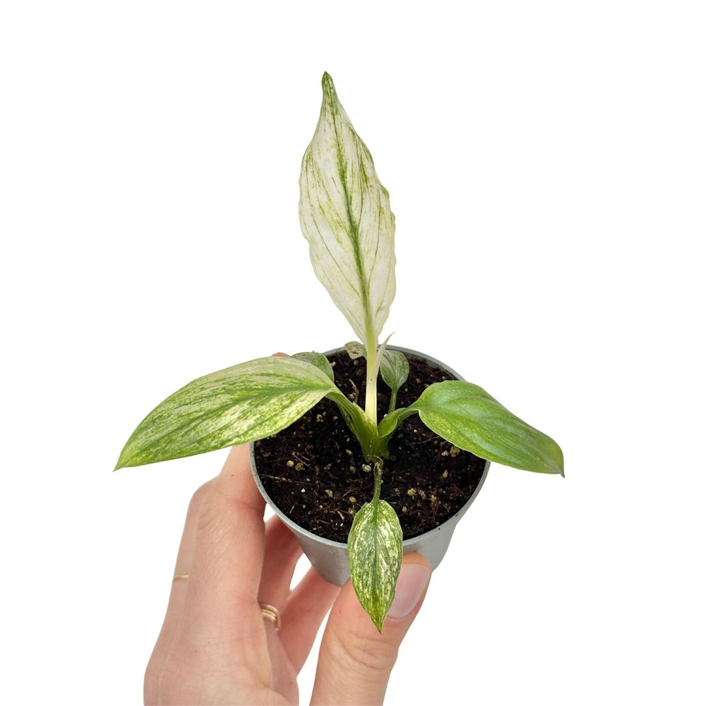Spathiphyllum sensation variegata - pot de 6cm