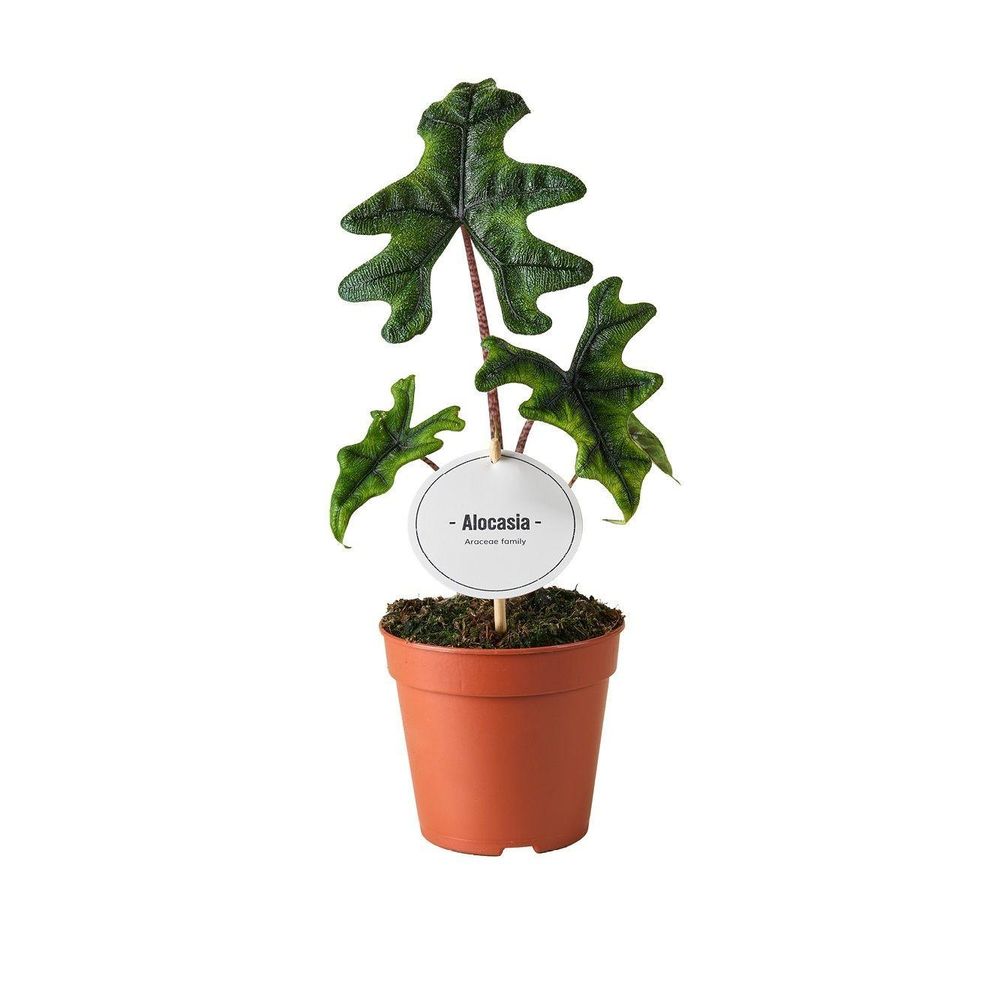 Alocasia jacklyn - ø12cm - ↕30cm - plantes d'intérieur