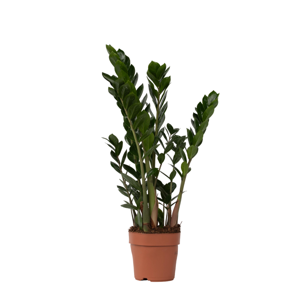 Plante zz - zamioculcas zamiifolia - hauteur 55-65cm - ⌀17cm