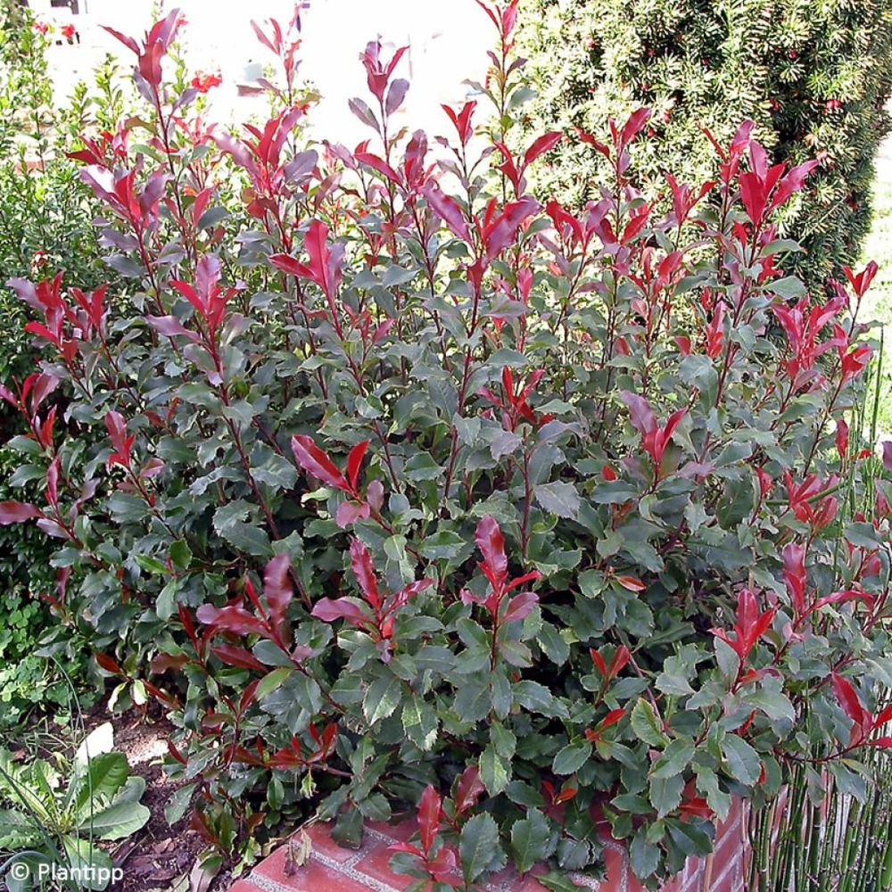 Photinia 'corallina' pot de 7,5l/10l