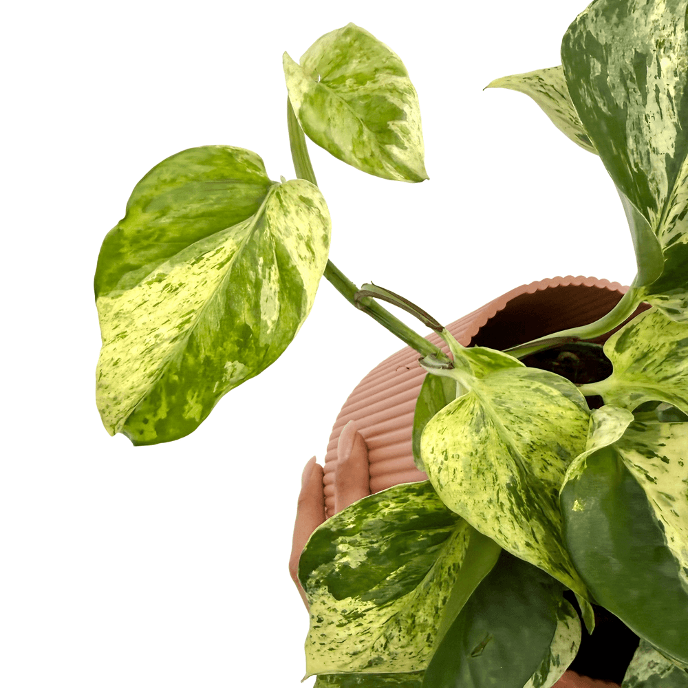 Epipremnum 'snow leopard' - pot de 12cm - plantes d'intérieur