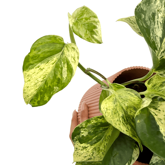 Epipremnum 'snow leopard' - pot de 12cm - plantes d'intérieur
