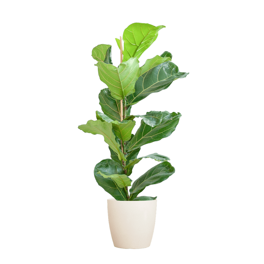 Ficus lyrata - pot de 21cm - hauteur 75 - 85cm - plantes d'intérieur