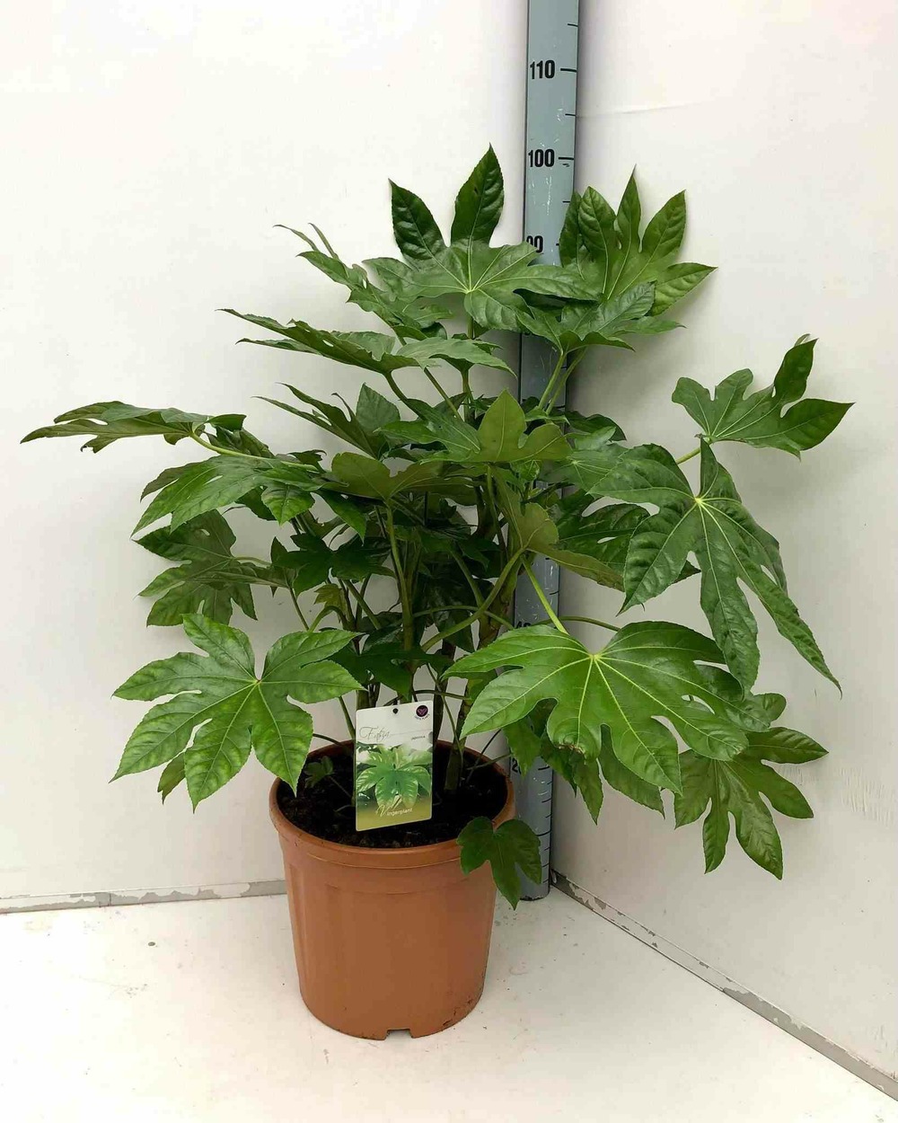 Fatsia japonica (aralia du japon) pot de 14l - 80/100 cm