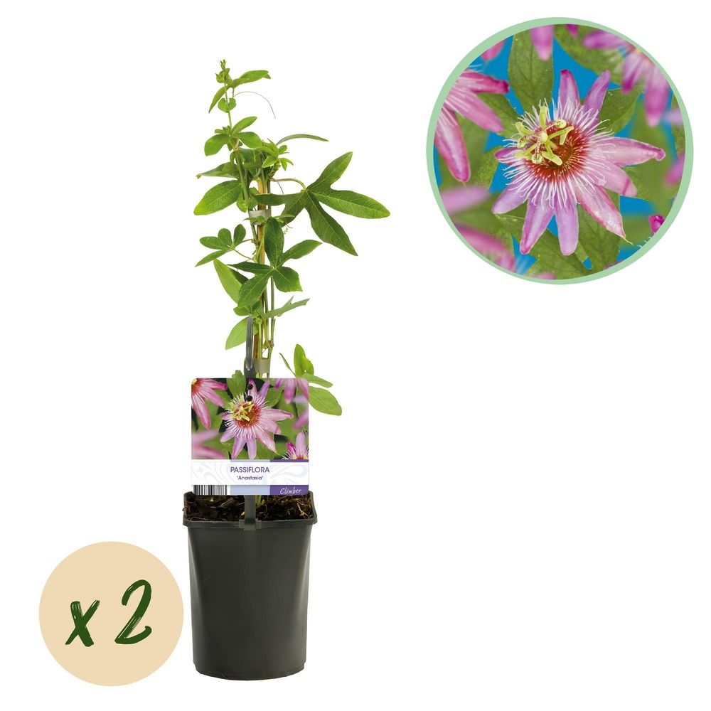 Passiflore 'anastasia' - pot 11 cm - hauteur 40 cm