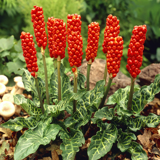 3 gouets commun - le sachet de 3 bulbes / calibre i, vendu par lot de 6