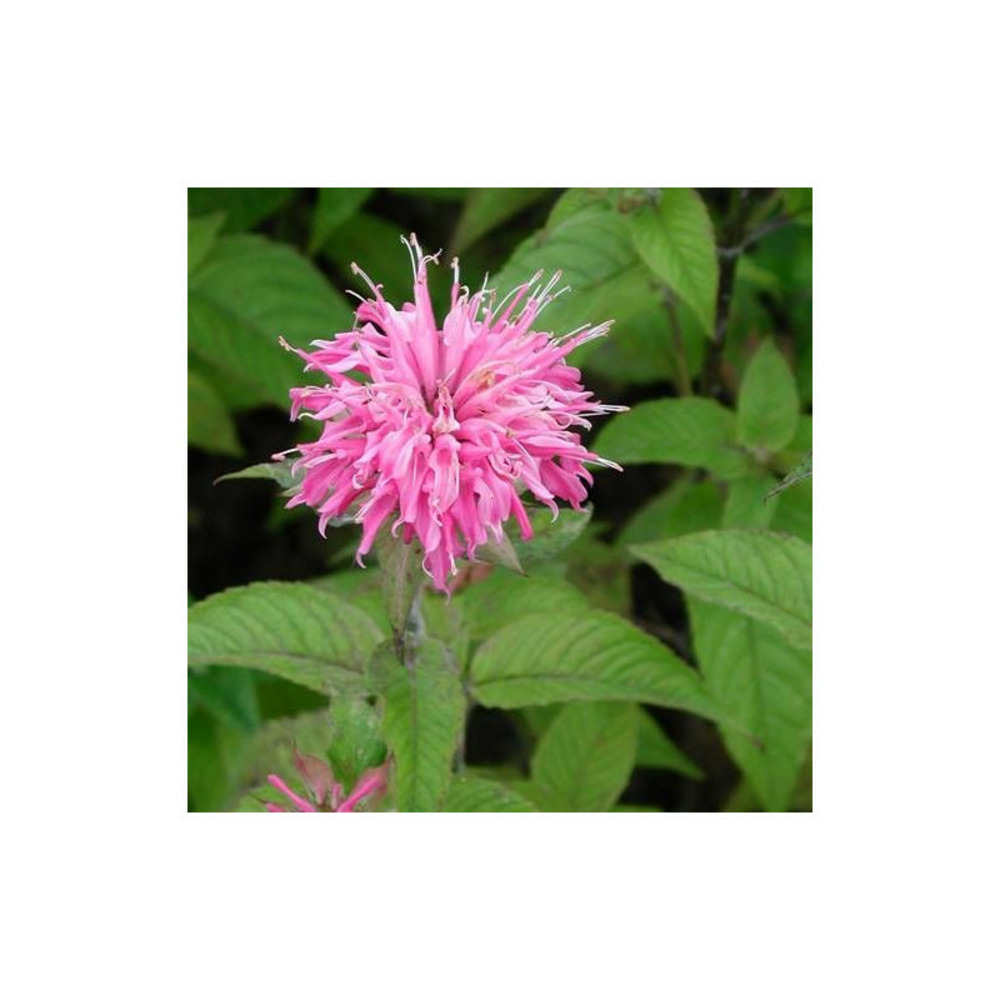 Monarde croftway pink lot de 5 godets