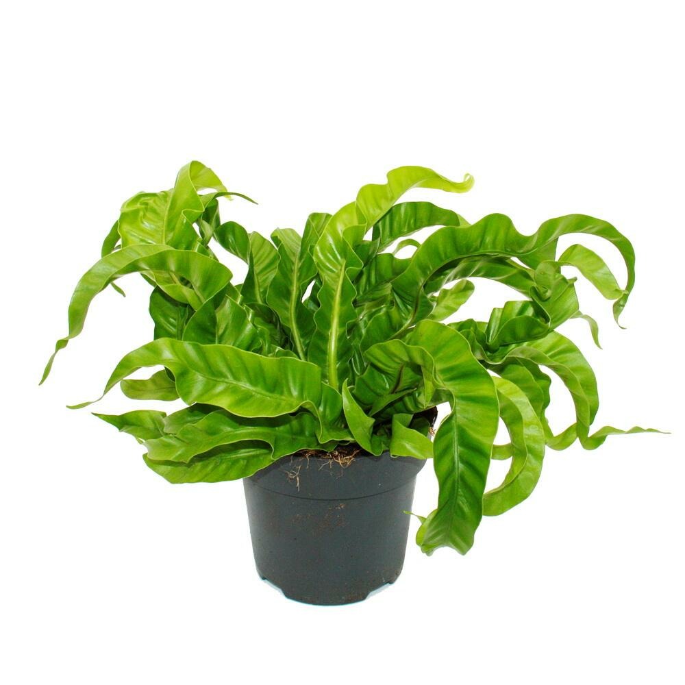 Asplenium antiquum hurricane variétés spéciales de fougères pour la chambre fougère nid pot de 17cm hauteur env. 30-40cm