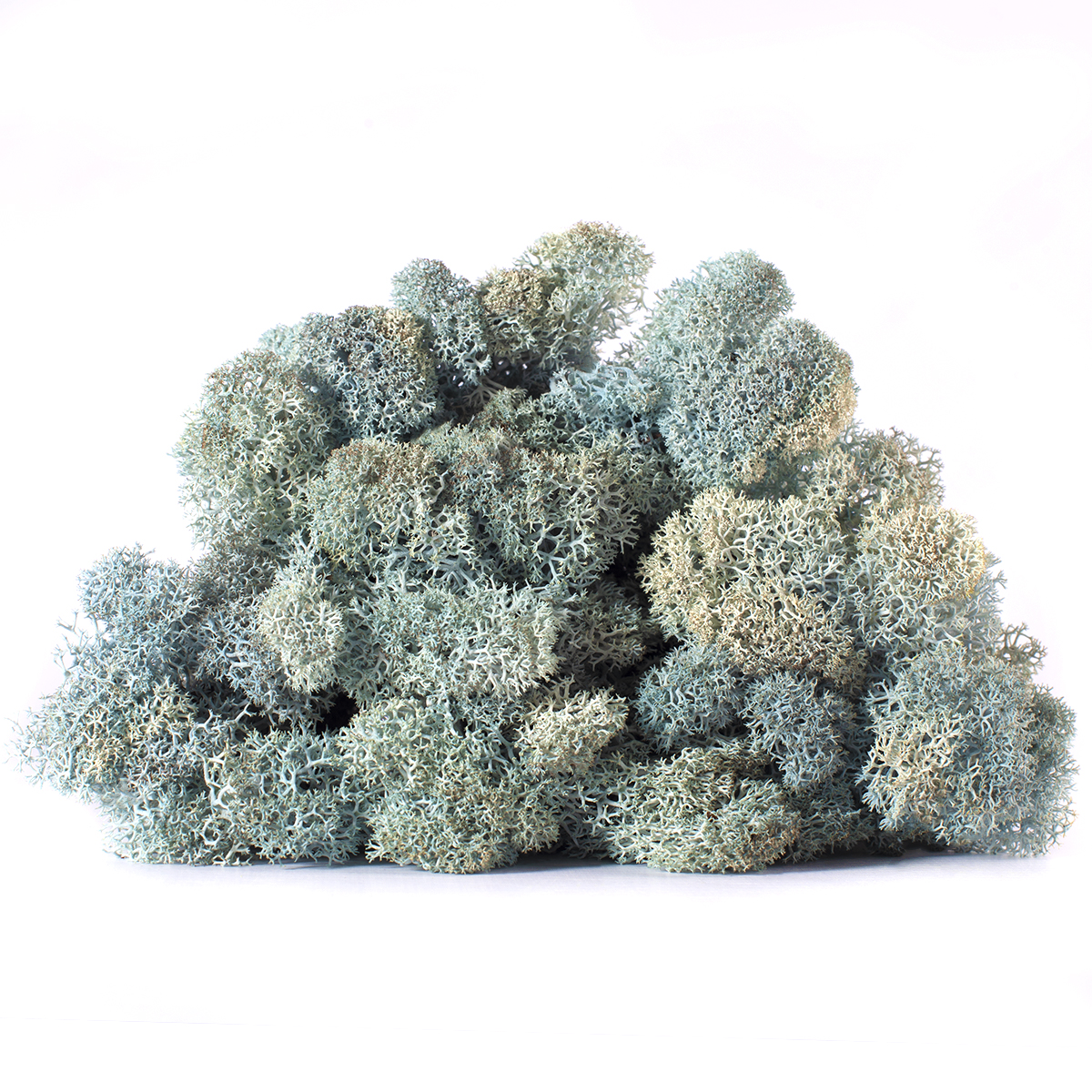 Lic/4059 lichen stabilisée bleu glace box 4 kg