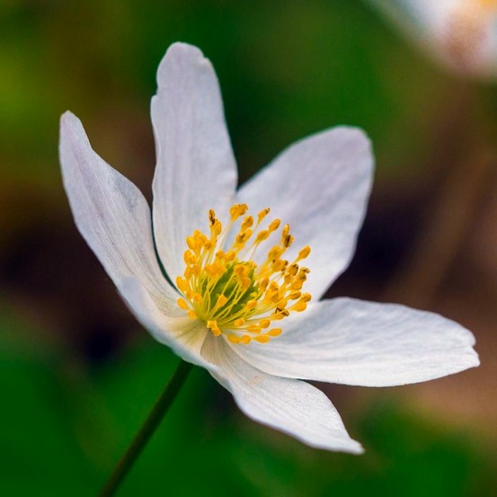 2 Anémones Pulsatille à Fleurs Blanches - …