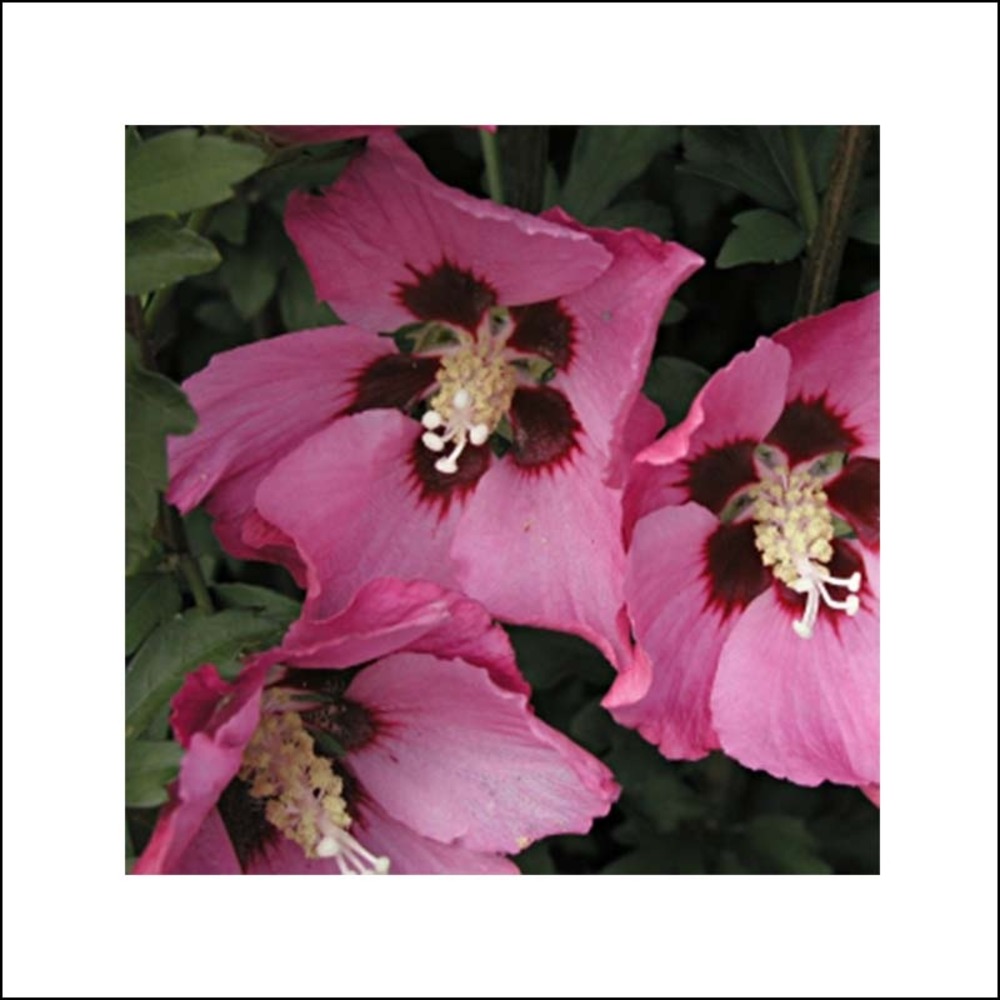 Mauve en arbre pink giant® 'flogi' pot de 7,5l/10l