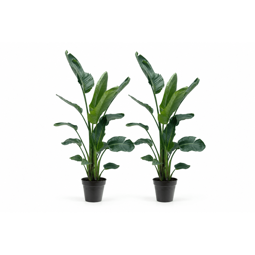 Entrée spectaculaire — 2 strelitzia nicolai — lot de 2 plantes